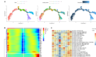 6+scRNA-seq和bulk RNA-seq結合純生信文章