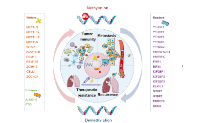 科研新套路：子母文 | 驚呆了，這樣也能發(fā)27+？