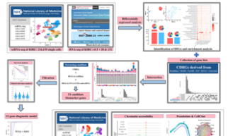 SXR202305010C+影響因子8+利用血源性外泌體中的轉錄組學信息和腫瘤微環境中的單細胞多組學數據構建 KIRC 診斷模型