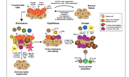 一文帶你了解抗腫瘤T細胞的悲慘生活