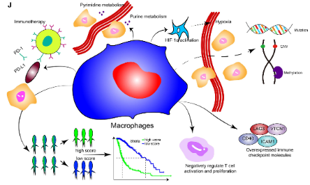 膠質(zhì)瘤患者腫瘤免疫微環(huán)境中巨噬細(xì)胞的分子特征