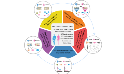泛癌新起點：泛癌分析揭示了腫瘤微環境中的性別特征