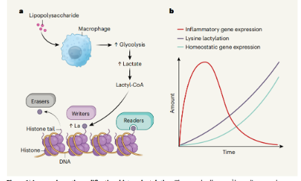 國自然新晉熱點(diǎn)：組蛋白乳酸化，錯(cuò)過又是一年