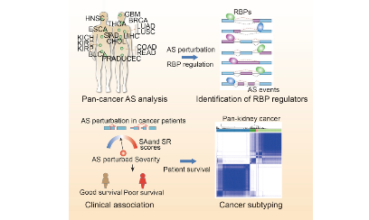 一文告訴你“可變剪接”怎么發10分+