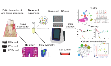 牙周炎免疫微環(huán)境單細(xì)胞landscape