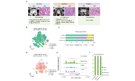 單細胞測序揭示膀胱癌癌癥干細胞維持和上皮間質(zhì)轉(zhuǎn)化