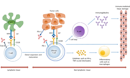 SXR202204001B+新角度：ICIs相關的免疫相關不良事件
