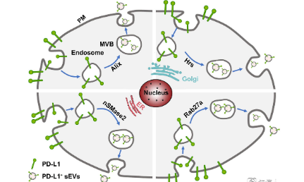 癌癥中不一樣的PD-L1：小細胞外囊泡PD-L1