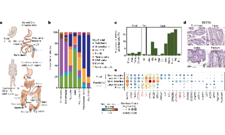 nature新文速遞--跨越時(shí)空的人類腸道圖譜繪制