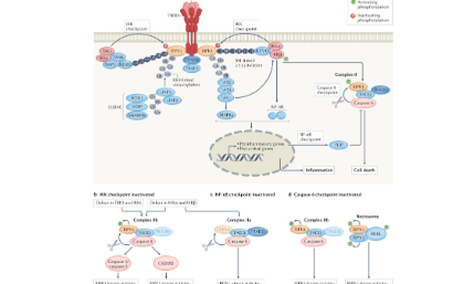 Nature高分綜述：TNF致死導致炎癥疾病