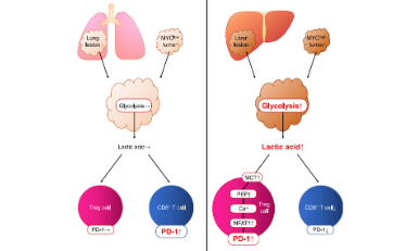 被生信人成功預測的乳酸思路如何在Cancer Cell上殺出重圍.doc