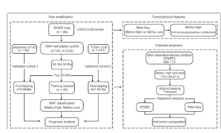 鑒定尿路上皮癌中具有預后分層的DNA甲基化亞型