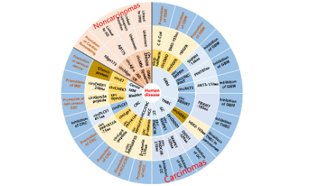 circRNA研究沒思路？看這里