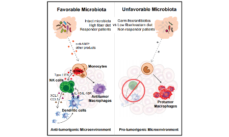 SXR202202003C探秘腸道菌群與腫瘤之間的“遠程”交流信號