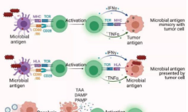 腫瘤微環(huán)境與T細(xì)胞衰竭