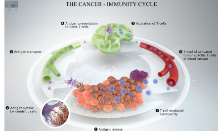 爆點(diǎn)鎖定：腫瘤的免疫逃逸，究竟誰(shuí)在搗鬼？