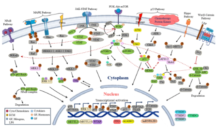 重磅綜述|一文讀懂m6A+經(jīng)典信號(hào)通路
