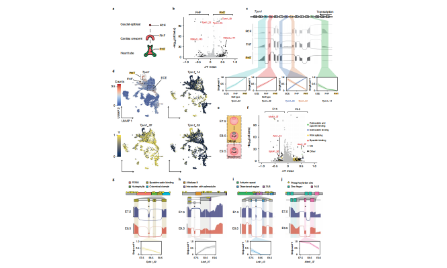 60+最新高通量全長單細胞測序技術VASA-seq