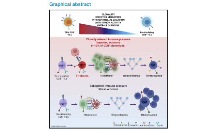 前體組織駐留記憶T細(xì)胞控制卵巢癌的免疫原性