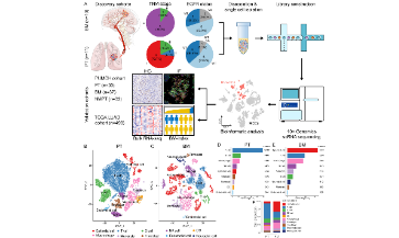 SXR2023030008C_jing_單細胞解析癌癥轉移的驅動因素