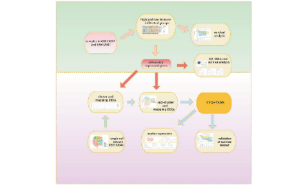 SXR2023030023C_一讀就懂一學就會的8+單細胞結合組織分析思路介紹