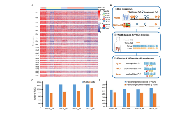 單細(xì)胞只會(huì)做流程化分析？單細(xì)胞甲基化了解一下
