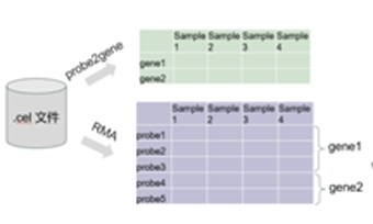 芯片表達數據預處理：從探針RMA-based value 到基因水平表達量
