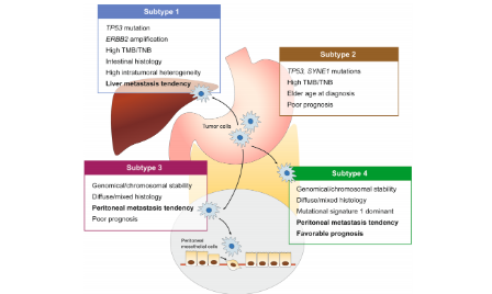 胃癌分型系統 | 基因組學