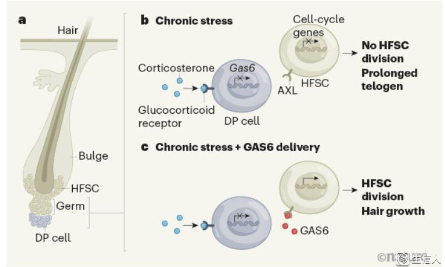 放松=多長頭發(fā)？
