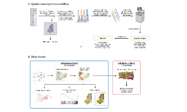 13+乳腺癌空間轉錄組分析思路