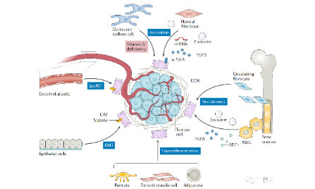 新年的第一個思路，從腫瘤相關成纖維細胞開始