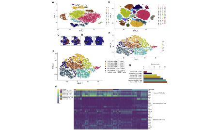 單細胞 RNA 測序分析確定了黑色素瘤中 CD8+T 細胞亞群的異質性和新的治療靶點