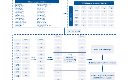 SXR202205021C+泛癌分析中的通路活性算法開發(fā)