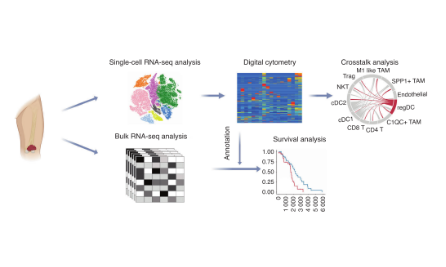 單細胞水平的腫瘤微環境研究，扎扎實實13分~