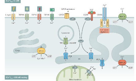 離子通道熱點(diǎn)實(shí)戰(zhàn)：3分思路如何能發(fā)到8分