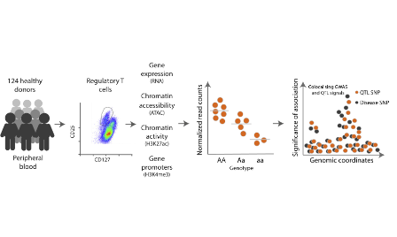 在調節性CD4+ T細胞中免疫疾病變異調節基因表達