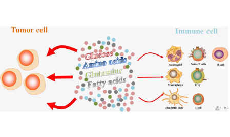 腫瘤內(nèi)部的代謝之爭