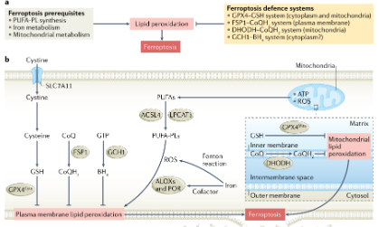 SXR202204013B+熱點解析：靶向癌癥弱點——鐵死亡