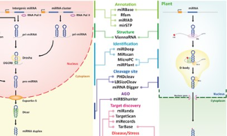10個好用的miRNA數據庫