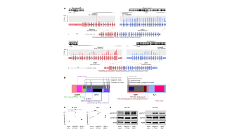 RNA-seq識別基因融合新方法