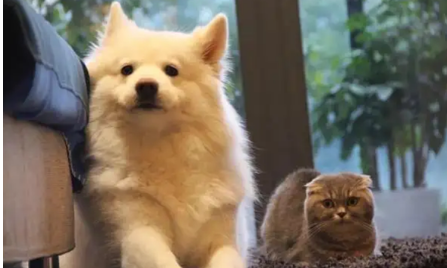 審稿人喜歡的風格讓人出乎意料！