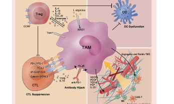 IL-10+腫瘤相關巨噬細胞的生信思路