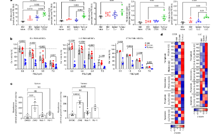 腫瘤中性粒細胞鐵死亡導致癌癥免疫抑制