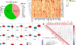泛癌種的鐵死亡調控因子全面分析