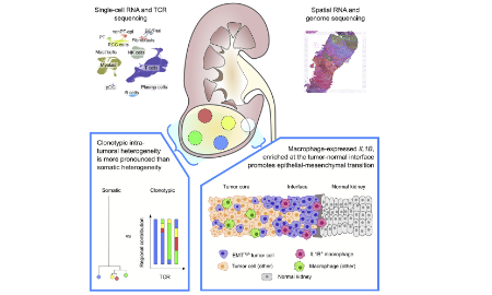 單細胞轉錄組數據與空間轉錄組數據整合分析
