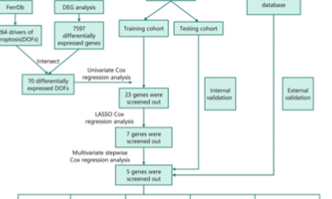 SXR202305018C+鐵死亡新玩法