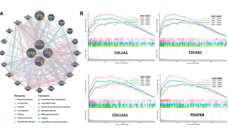 還不會(huì)鑒定腫瘤預(yù)后標(biāo)志物？讀懂這篇推文就夠了！