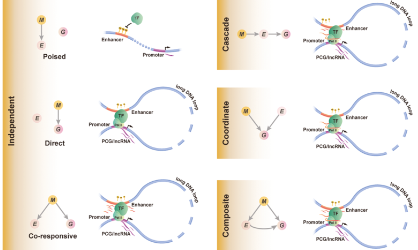 SXR202206029C+人類癌癥中增強子甲基化與轉(zhuǎn)錄因子調(diào)控的極限拉扯