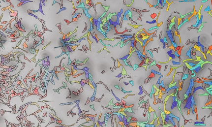 嚯，單細(xì)胞代謝