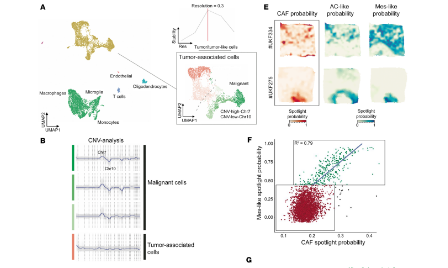 SXR2023030001C+scRNA-seq和空間轉錄組研究惡性膠質瘤中的CAF